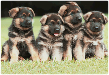 mthode de dressage en douceur